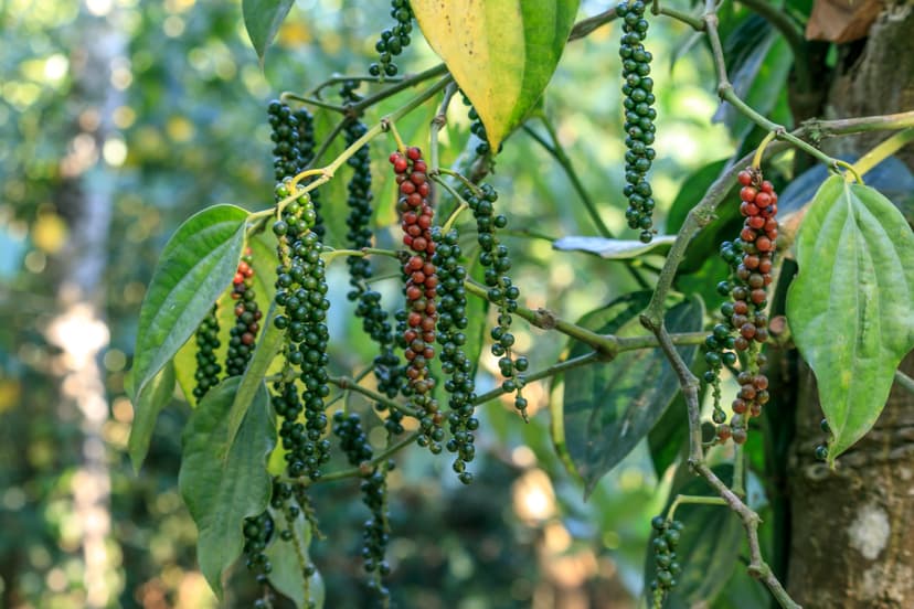 Close-up of pepper vine with ripening green and red peppercorns